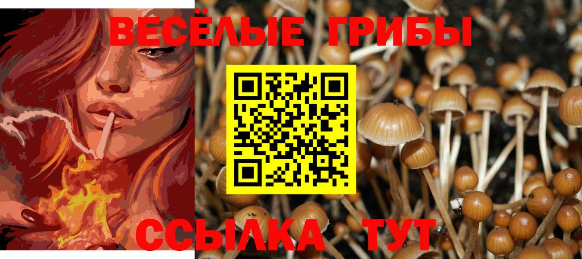 Псилоцибиновые грибы Psilocybe  Вход с VPN  Красноуфимск 